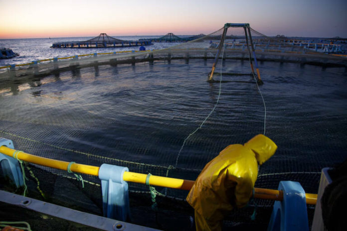 PISCIFACTORIA016_NoticiaAmpliada_forCrop